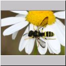 Cerceris quadricincta - Knotenwespe m01 9mm - OS-Wallenhorst-Sandgrube-det.jpg